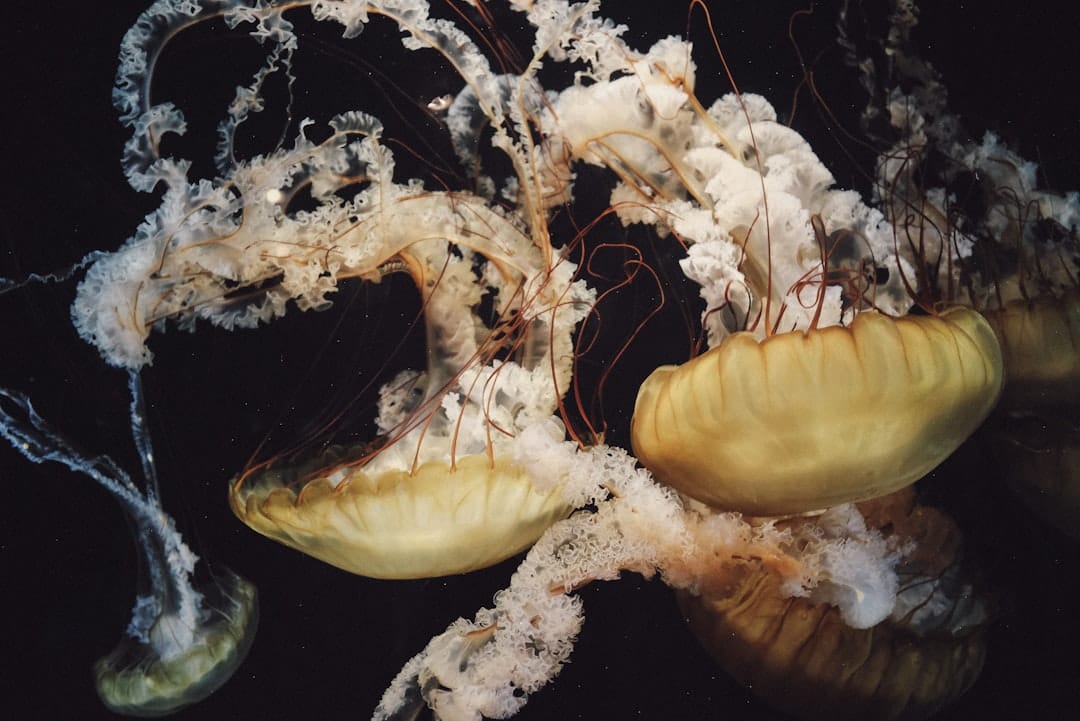 The Immortal Jellyfish: Turritopsis dohrnii and the Secret to Biological Immortality