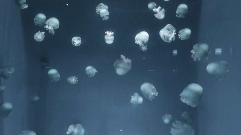 The Immortal Jellyfish: Turritopsis dohrnii and the Secret to Biological Immortality