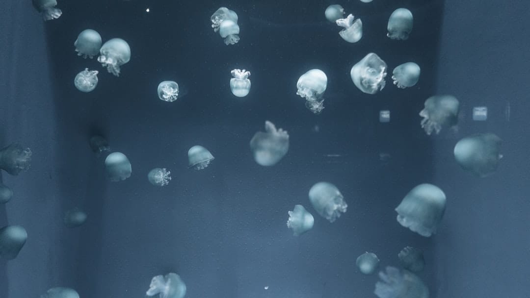The Immortal Jellyfish: Turritopsis dohrnii and the Secret to Biological Immortality