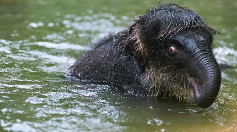 biofluorescent platypus