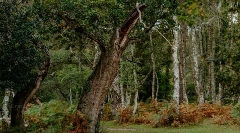Green Children of Woolpit