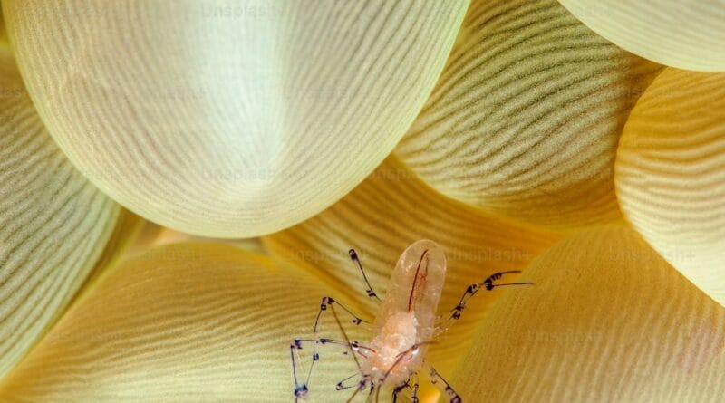 pistol shrimp