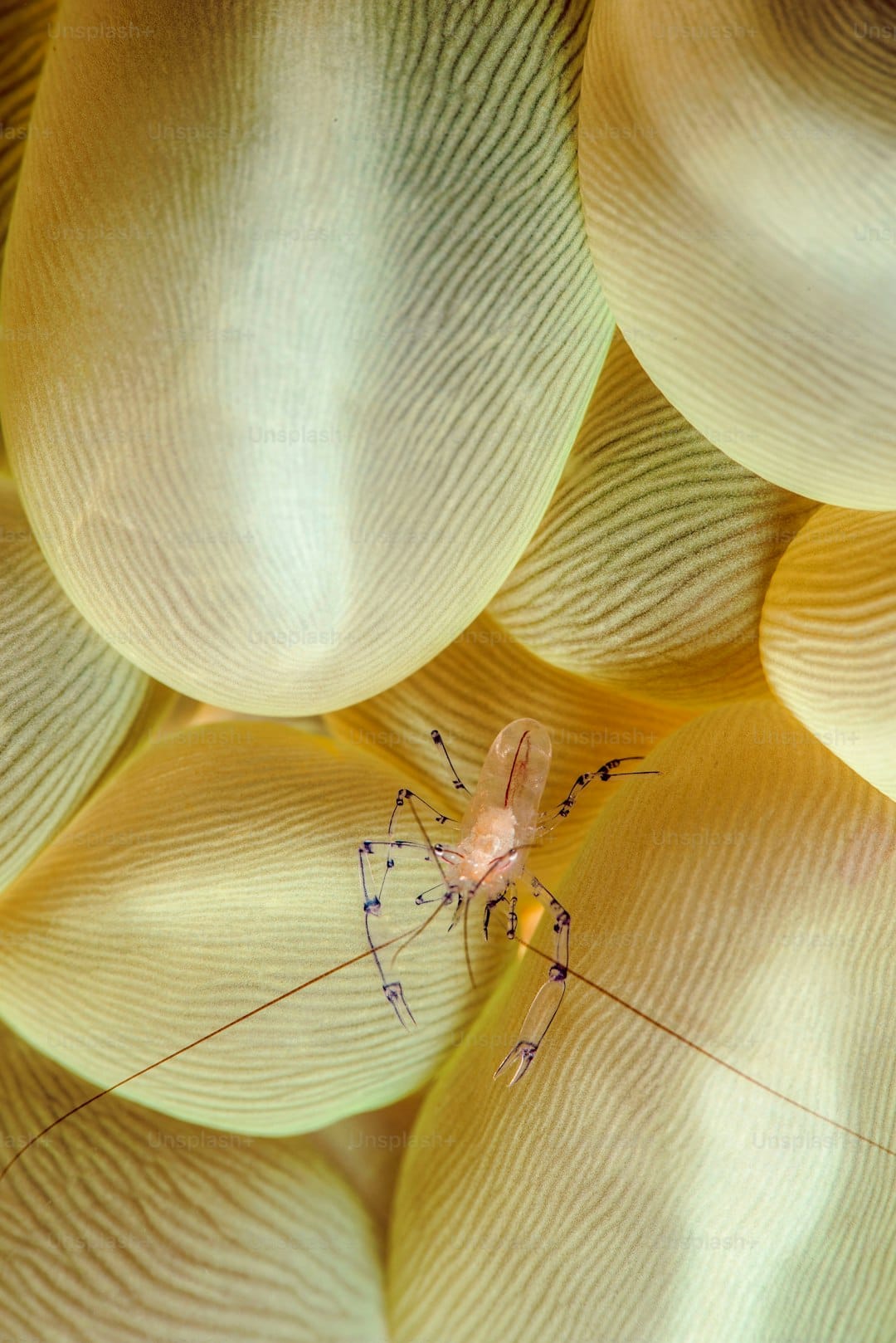 The Pistol Shrimp: The Tiny Ocean Monster That Shoots Sun-Hot Shockwaves
