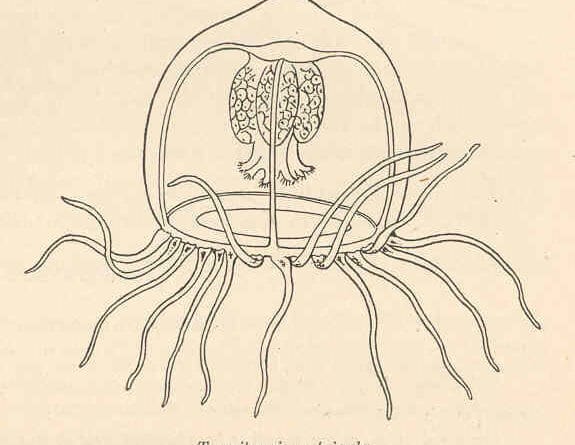 Immortal Jellyfish