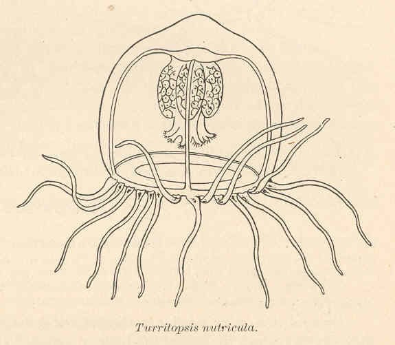 Meet the Immortal Jellyfish That Can Cheat Death